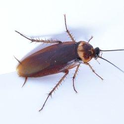 american cockroach in kitchen
