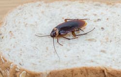 A cockroach on a piece of bread.