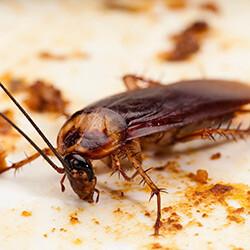 an american cockroach on an unclean plate