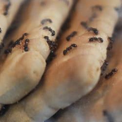 ants crawling on food