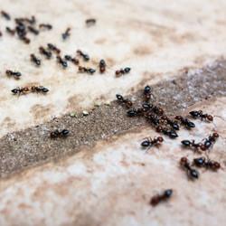 ants marching on pavement