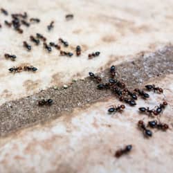 ants on tile counter top