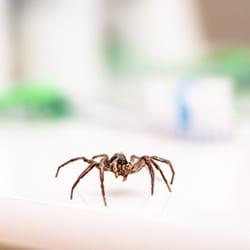 up close image of a black widow spider crawling on a twig