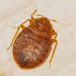 a bed bug infestation in a home