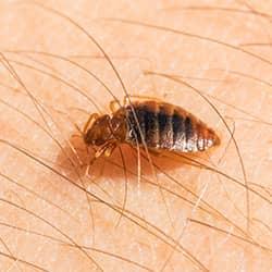 a bed bug crawling on human hair