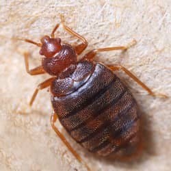 bed bug up close