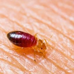 Western Massachusetts Homeowner's Guide To Bed Bug Control