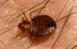 a bed  bug on human skin