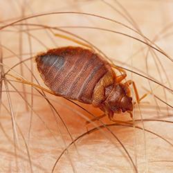 a full grown bed bug crawling through a new england residents arm hair