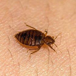 a bed bug biting human skin in western massachussettes