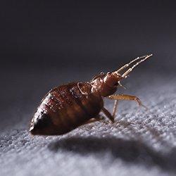 up close image of a bed bug crawling on a bed sheet at night