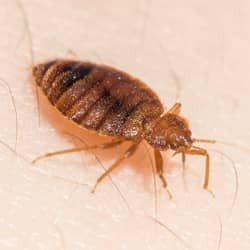 bed bug on skin