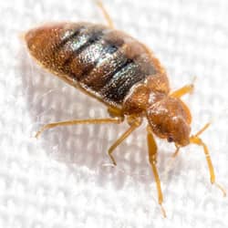 bed bug crawling across white bed sheet