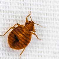 bed bug found in a springfield home