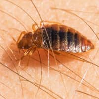 bed bug crawling on human skin