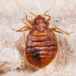 bed bug up close