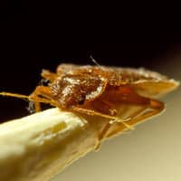 bed bug up close