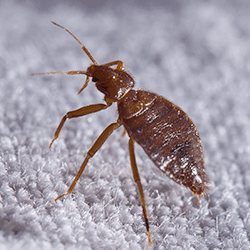 bed bug found in hartford home