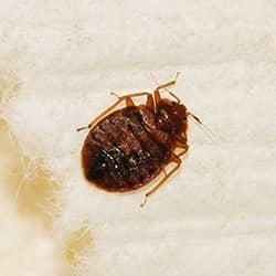 bed bug on bed
