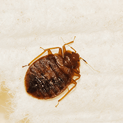 bed bug crawling on bed