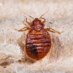 bed bug on blanket