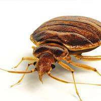 bed bug on white background