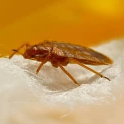 bed bug crawling across bed