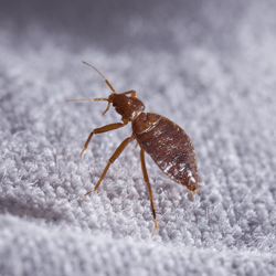 bed bug crawling on blanket