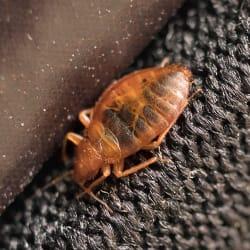 a small bed bug making a mighty infestation as its colony is infesting springfield furniture