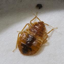 bed bug on mattress