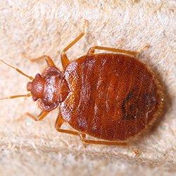 a bed bug infestation on a mattress