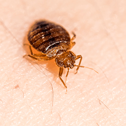 bed bug crawling on skin