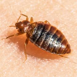 bed bug crawling on skin