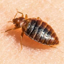 Top Signs You Have Bed Bugs