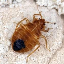 a golden colord bed bug crawling along a stone floor after fallig from a new england residence