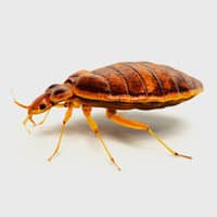 bed bug on gray background