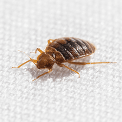 bed bug found on bed