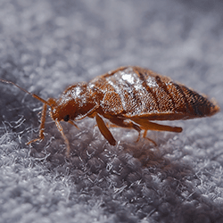 bed bug crawling in springfield home