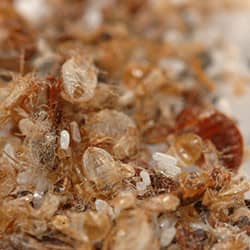 bed bugs and bed bug eggs