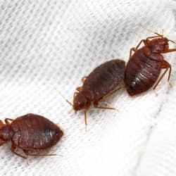 three bed bugs on mattress