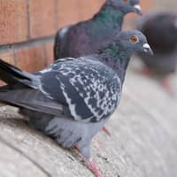 pigeons sitting on the ledge of a springfield business