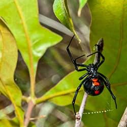 a black widow spider crawling in its web