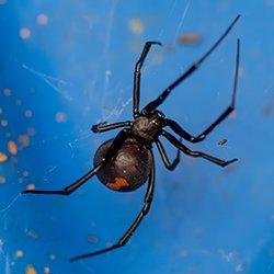 a black widow spider on its web