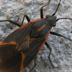 box elder bug on a springfield home