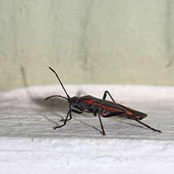 box elder bug