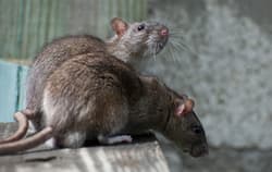 Brown rats on a wooden porch.