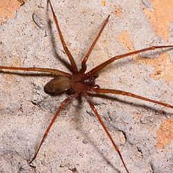 brown recluse spider