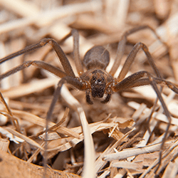 brown recluse spider