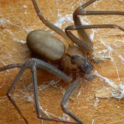 a large brown recluse spider spreading its web along a wooden surface in a new england home