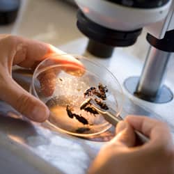 entomologist identifying pest